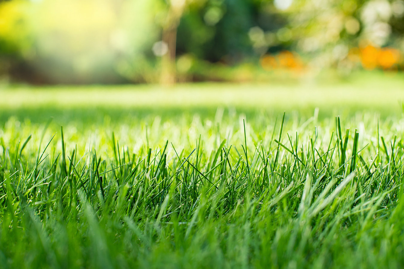 Drought-tolerant turf in Baldwin Park, CA